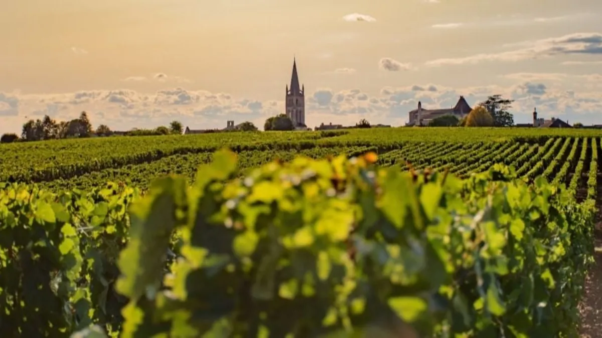 Bordeaux Vineyards