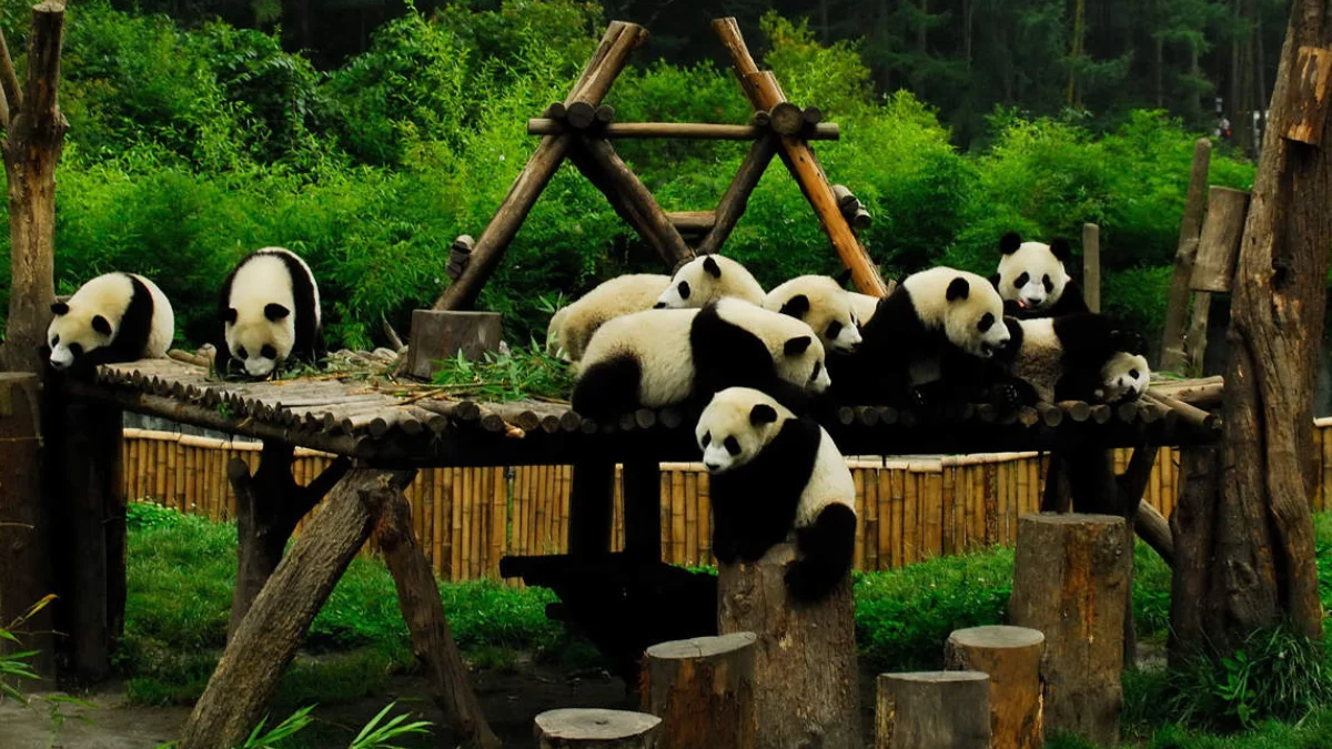 Chengdu Panda Base in China