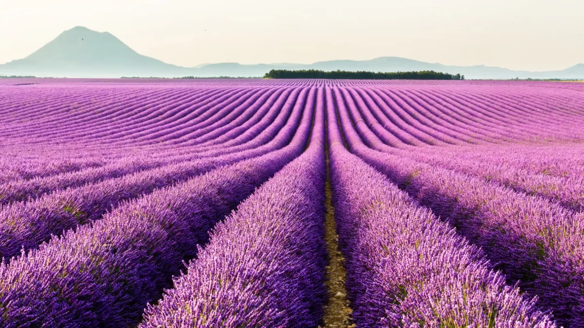 Lavender Fields of Provence