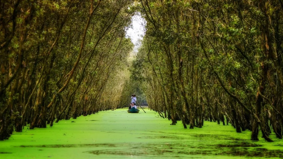 Tra Su Cajuput Forest in An Giang