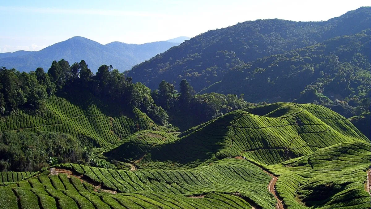 Cameron Highlands