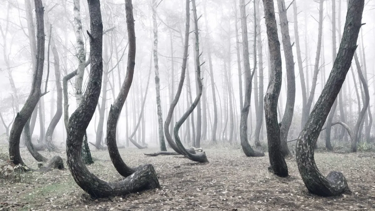 Crooked Forest