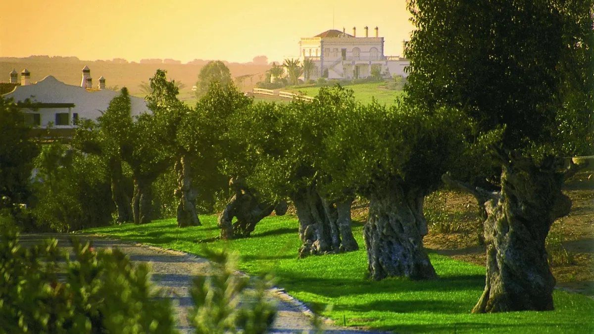 Évora’s Wineries and Vineyards