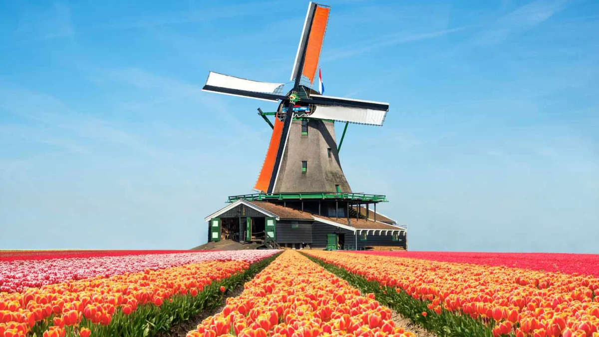 Keukenhof Flower Gardens