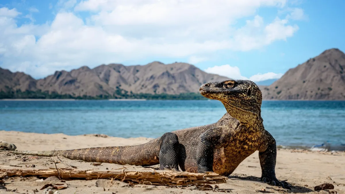 Komodo National Park
